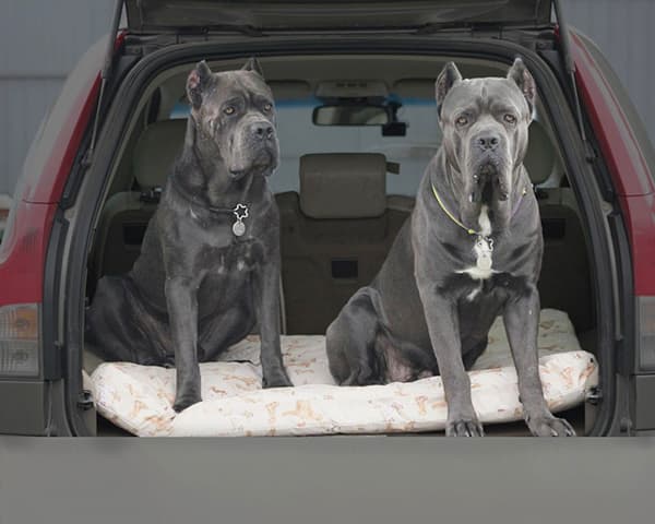 Защитный чехол в машину для собак