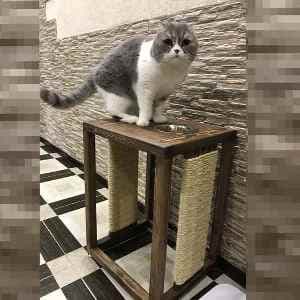 Отзыв - Высокая подставка для кормления персидской кошки